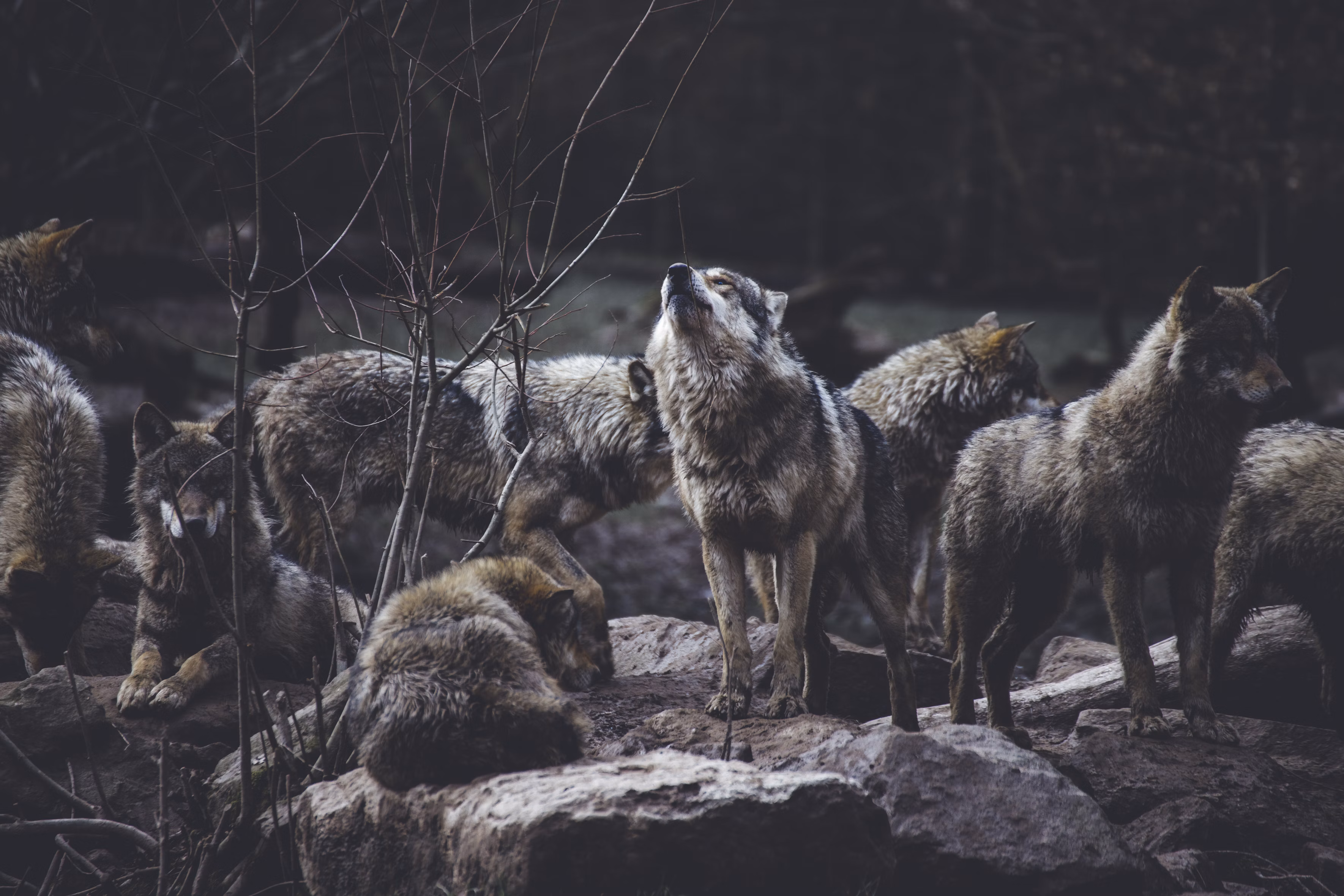 Picture of Wolfpack howling